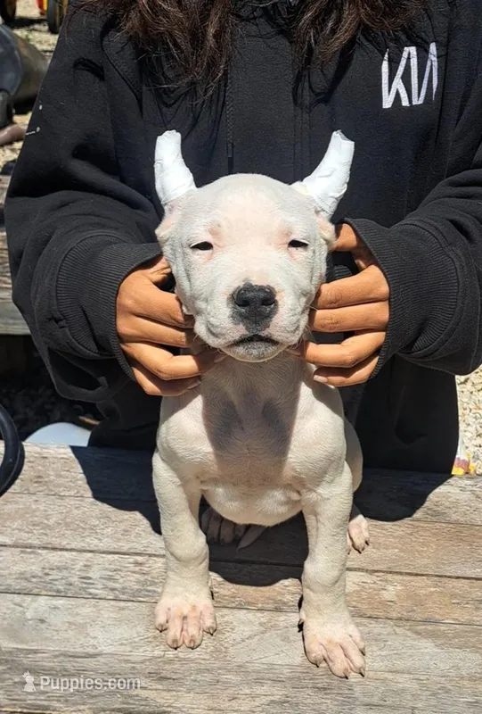 Ch sired – Dogo Argentino puppy for sale in Missouri, MO
