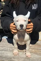 Ch sired, a male Dogo Argentino for sale in Missouri, MO – 1 of 2