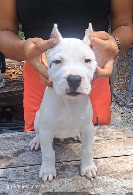 CH sire M – Dogo Argentino puppy for sale in Missouri, MO