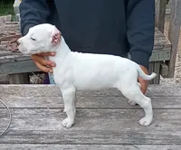 Pick Male, a male Dogo Argentino for sale in Missouri, MO – 2 of 2
