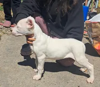  Ch sire, a male Dogo Argentino for sale in Missouri, MO – 5 of 5