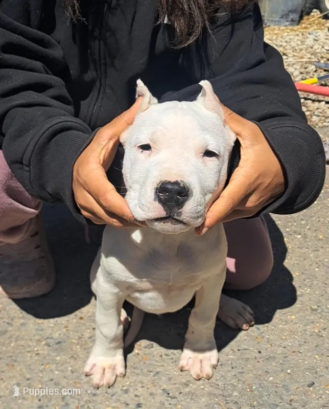  Ch sire – Dogo Argentino puppy for sale in Missouri, MO