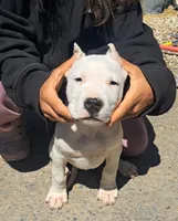  Ch sire, a male Dogo Argentino for sale in Missouri, MO – 3 of 5