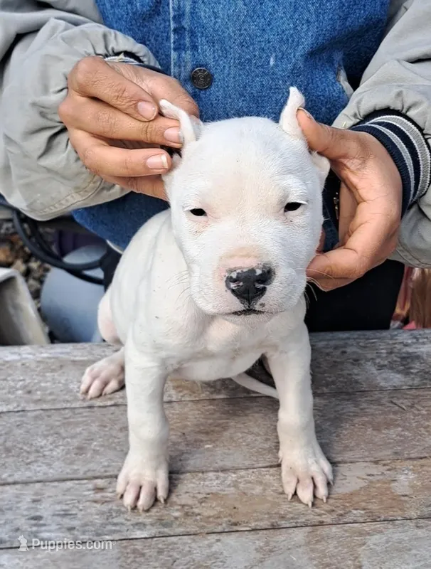  Ch sire – Dogo Argentino puppy for sale in Missouri, MO
