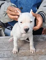  Ch sire, a male Dogo Argentino for sale in Missouri, MO – 4 of 5