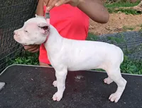 AkcGCHparents, a female Dogo Argentino for sale in Missouri, MO – Photo 2 of 3