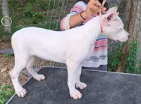AkcGCHparents, a female Dogo Argentino for sale in Missouri, MO – Photo 3 of 3