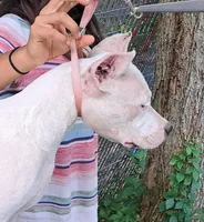 AkcGCHparents, a female Dogo Argentino for sale in Missouri, MO – Photo 1 of 3