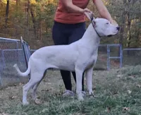 Ch parents, a male Dogo Argentino for sale in Missouri, MO – 4 of 4