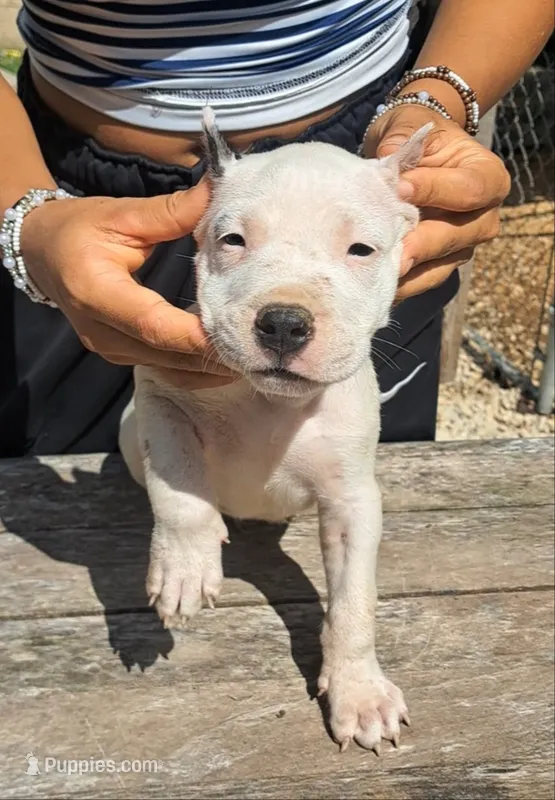 Pet male, a male Dogo Argentino for sale in Missouri, MO – 1 of 4