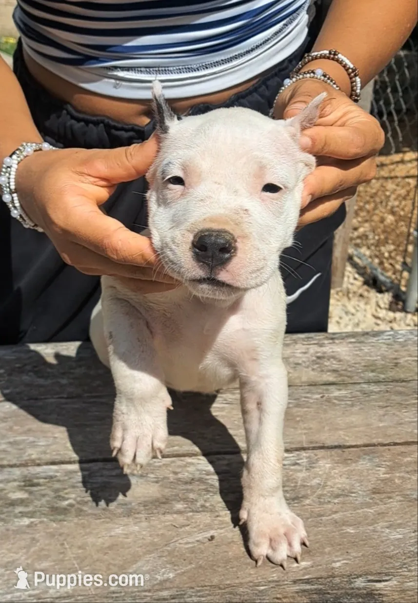 Pet male, a male Dogo Argentino for sale in Missouri, MO – 1 of 4