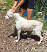 GCH bred, a female Dogo Argentino for sale in Missouri, MO – 3 of 3