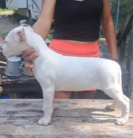 CH sire M, a male Dogo Argentino for sale in Missouri, MO – 5 of 5