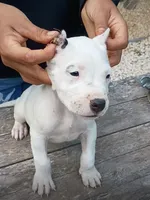 Pet male, a male Dogo Argentino for sale in Missouri, MO – 3 of 4