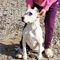 Pirate female, a female Dogo Argentino for sale in Missouri, MO – Photo 9 of 9