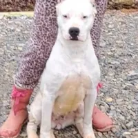 Pirate female, a female Dogo Argentino for sale in Missouri, MO – Photo 3 of 9