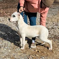 Pirate female, a female Dogo Argentino for sale in Missouri, MO – Photo 8 of 9