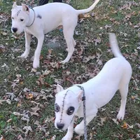 Pirate female, a female Dogo Argentino for sale in Missouri, MO – Photo 7 of 9