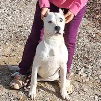 Pirate female, a female Dogo Argentino for sale in Missouri, MO – Photo 1 of 9