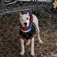 Pirate female, a female Dogo Argentino for sale in Missouri, MO – Photo 6 of 9