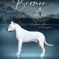 Pirate female, a female Dogo Argentino for sale in Missouri, MO – Photo 2 of 9