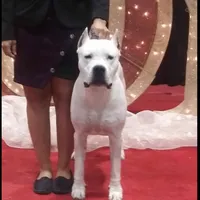 Pirate female, a female Dogo Argentino for sale in Missouri, MO – Photo 4 of 9