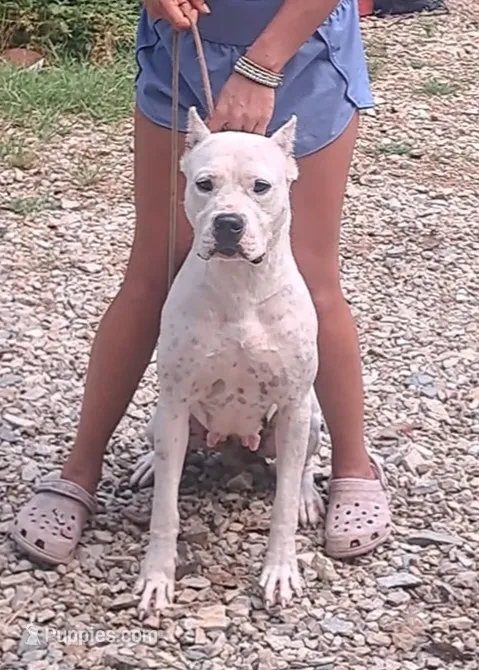 GCH bred – Dogo Argentino puppy for sale in Missouri, MO