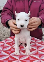 BigBoy CHsired, a male Dogo Argentino for sale in Missouri, MO – Photo 1 of 3