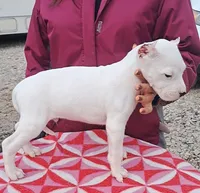 BigBoy CHsired, a male Dogo Argentino for sale in Missouri, MO – Photo 3 of 3