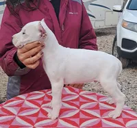 BigBoy CHsired, a male Dogo Argentino for sale in Missouri, MO – Photo 2 of 3