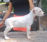 Pick Male CH sire, a male Dogo Argentino for sale in Missouri, MO – 2 of 3