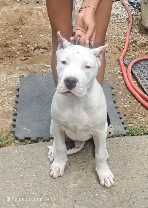 GCH parents – Dogo Argentino puppy for sale in Missouri, MO
