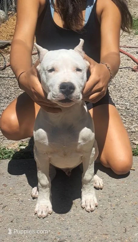  Ch sire – Dogo Argentino puppy for sale in Missouri, MO