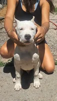  Ch sire, a male Dogo Argentino for sale in Missouri, MO – 1 of 5