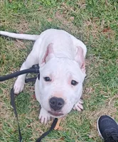Gorgeous CHsire, a female Dogo Argentino for sale in Missouri, MO – Photo 2 of 10