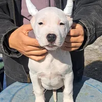 Gorgeous CHsire, a female Dogo Argentino for sale in Missouri, MO – Photo 1 of 8