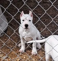 Gorgeous CHsire, a female Dogo Argentino for sale in Missouri, MO – Photo 1 of 10