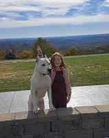 Akc Champion, a male Dogo Argentino for sale in Missouri, MO – 2 of 2