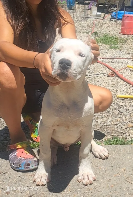 Ch sired – Dogo Argentino puppy for sale in Missouri, MO