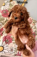 Minnie, a female Poodle - Miniature  for sale in Rancho Cucamonga, CA – 2 of 3