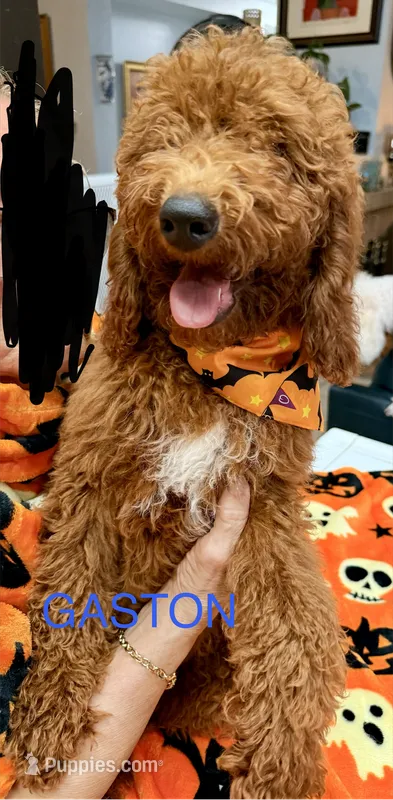 Gaston - Halloween Sale! – Poodle - Miniature  puppy for sale in Rancho Cucamonga, CA