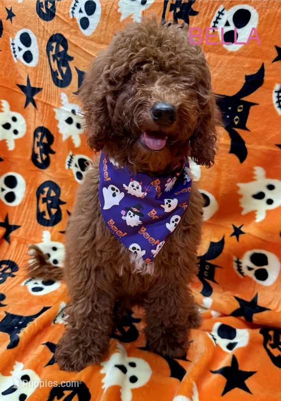 Belle - Halloween Sale! – Poodle - Miniature  puppy for sale in Rancho Cucamonga, CA