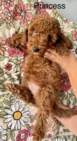 Princess, a female Poodle - Miniature  for sale in Rancho Cucamonga, CA – 3 of 3