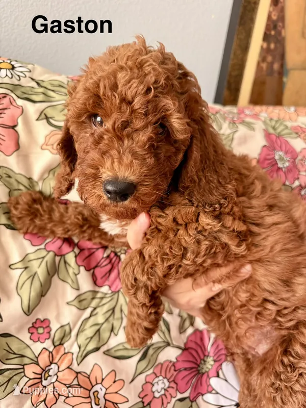 Gaston – Poodle - Miniature  puppy for sale in Rancho Cucamonga, CA