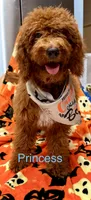 Princess - Halloween Sale!, a female Poodle - Miniature  for sale in Rancho Cucamonga, CA – 2 of 5