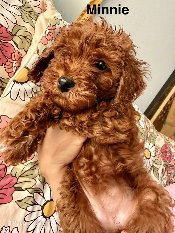 Minnie – Poodle - Miniature  puppy for sale in Rancho Cucamonga, CA