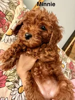 Minnie, a female Poodle - Miniature  for sale in Rancho Cucamonga, CA – 1 of 3