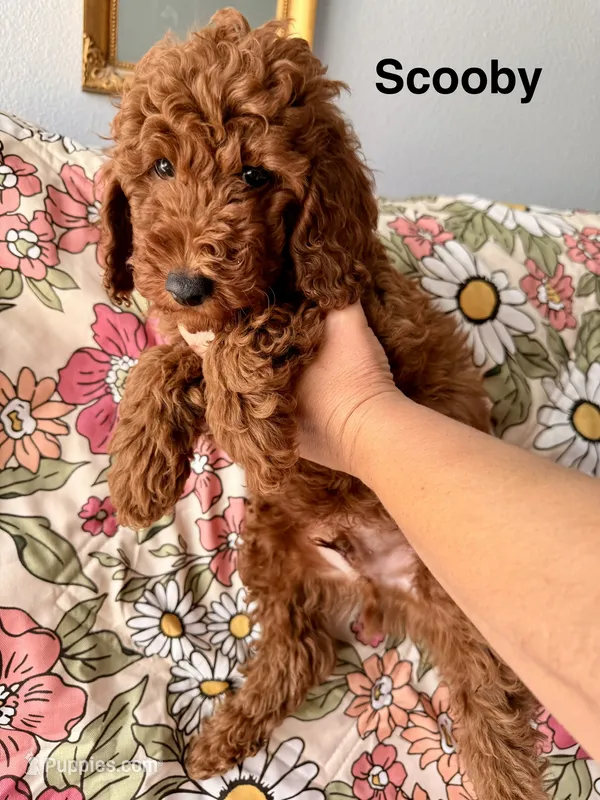 Scooby – Poodle - Miniature  puppy for sale in Rancho Cucamonga, CA