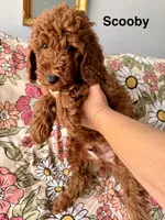 Scooby, a male Poodle - Miniature  for sale in Rancho Cucamonga, CA – 1 of 3
