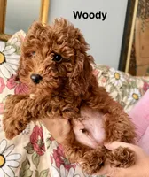 Woody, a male Poodle - Miniature  for sale in Rancho Cucamonga, CA – 2 of 3
